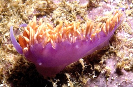  Flabellina iodinea (Spanish Shawl)